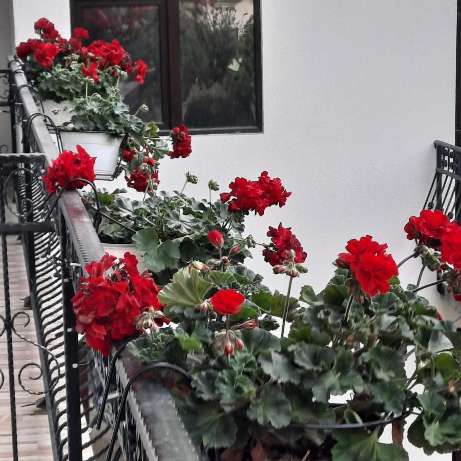 Casa Dana Olteanu Hotell Moeciu De Sus Eksteriør bilde